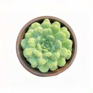 多肉植物组合盆栽·办公室桌面款