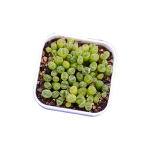 生石花·屁股花拼盘