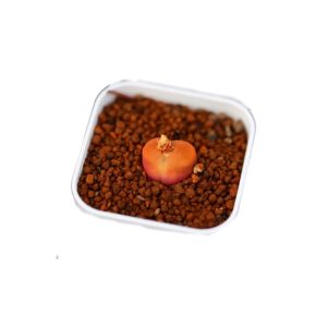 玉露多肉·透明窗系列精品